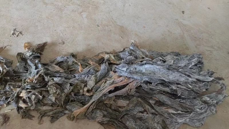 深海小海带：新品淡干海带.叶片嫩绿.懂行下单.全国发货