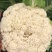 花菜白花菜
