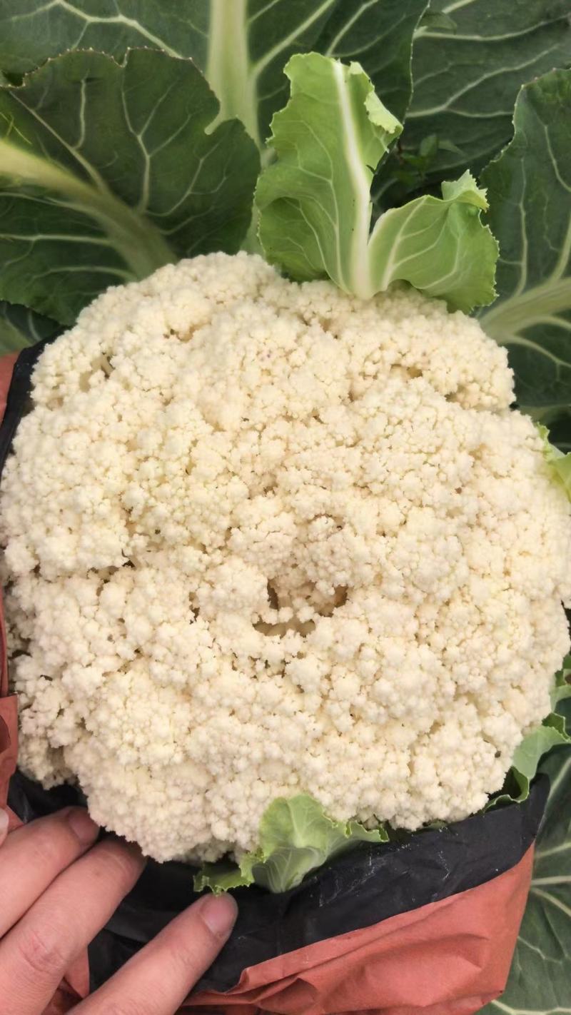 花菜白花菜