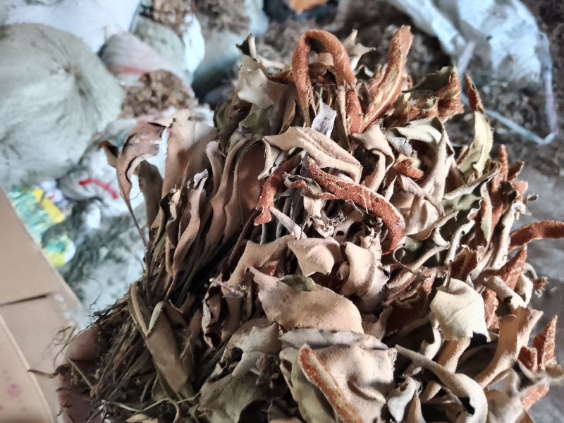 精品无根石苇