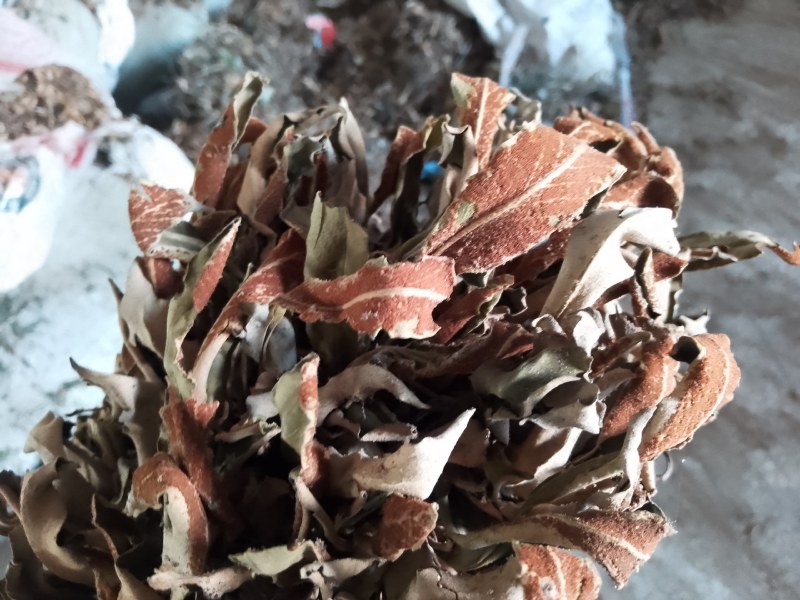 精品无根石苇