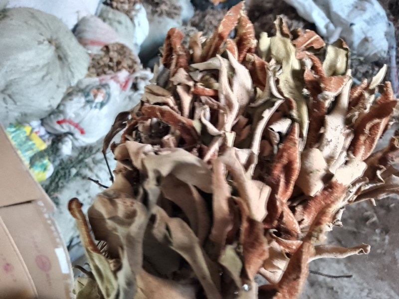 精品无根石苇