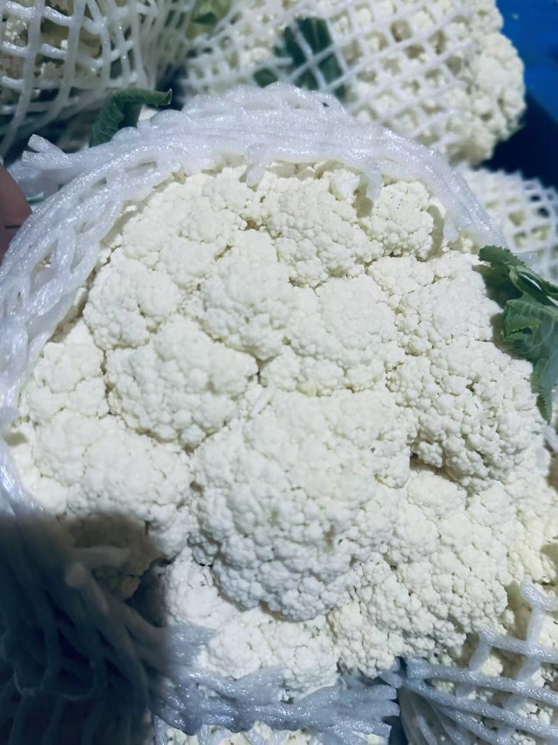 白面青梗松花菜小米散花有机花货源充足实力代发全国