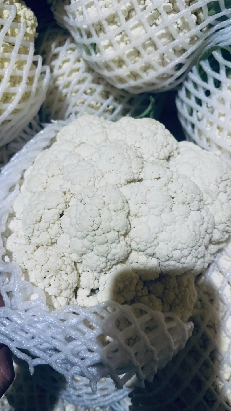 白面青梗松花菜小米散花有机花货源充足实力代发全国