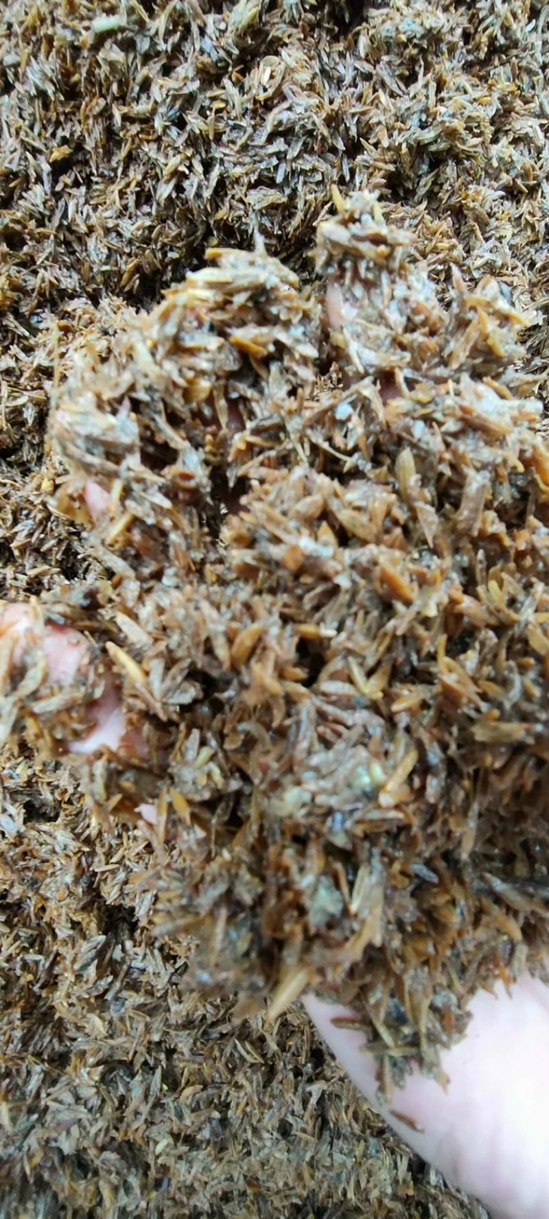 南昌鲜白酒糟长期大量供应价格实惠营养丰富