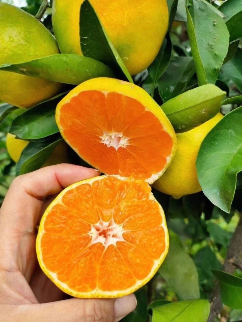 【蜜橘】湖北蜜橘，早熟蜜橘，湖北秭归蜜橘产地发货质量保证