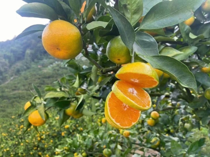 【蜜橘】湖北蜜橘，早熟蜜橘，湖北秭归蜜橘产地发货质量保证