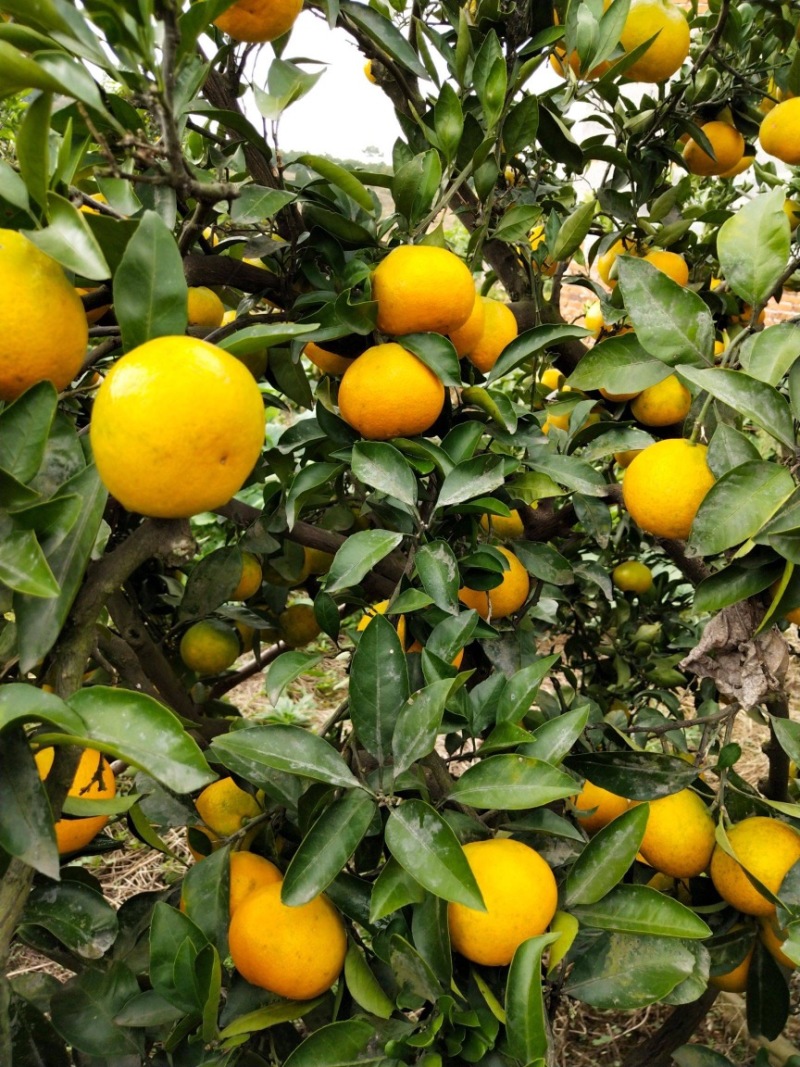【蜜橘】湖北蜜橘，早熟蜜橘，湖北秭归蜜橘产地发货质量保证