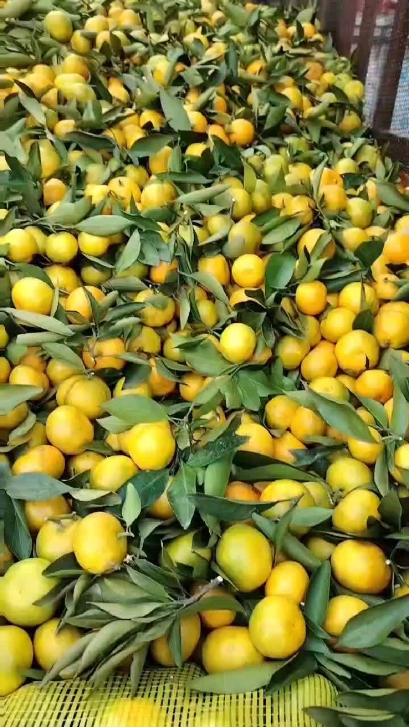 【蜜橘】湖北蜜橘，早熟蜜橘，湖北秭归蜜橘产地发货质量保证