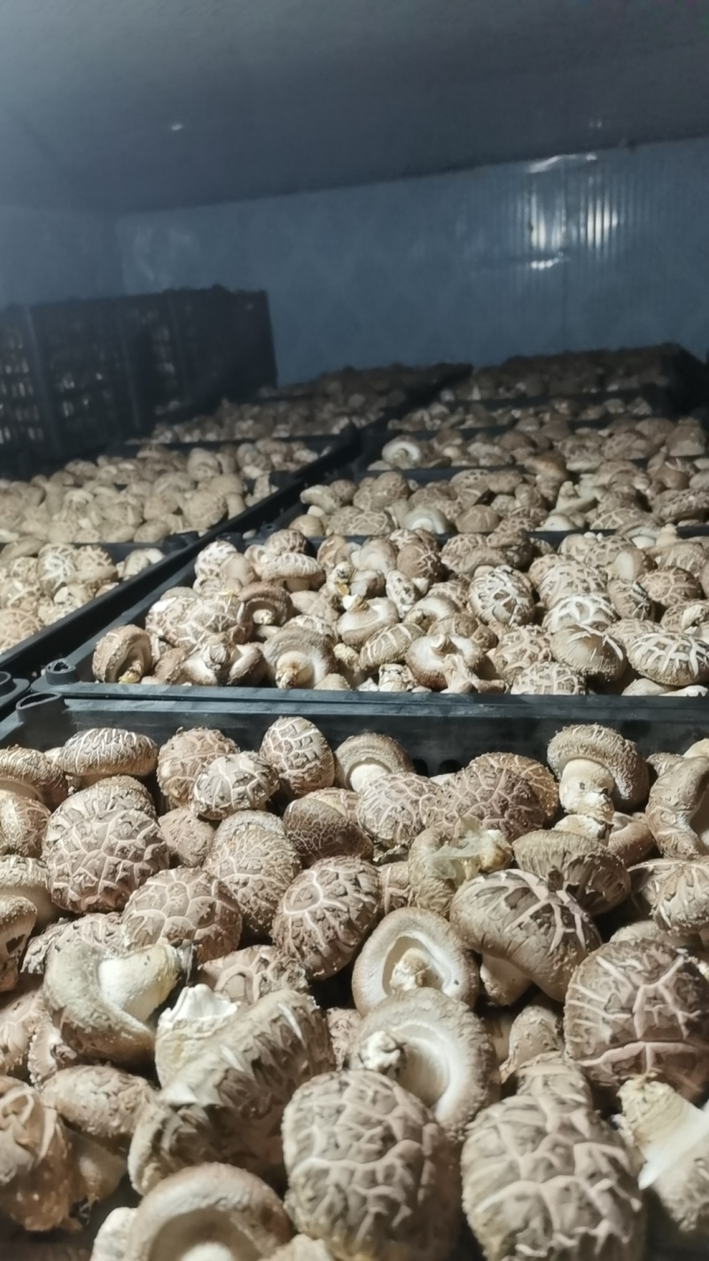 产地直发，精挑细选质量有保证，定金留货需要联系