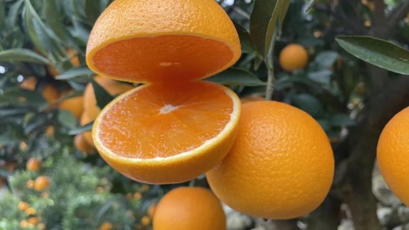 【精品九月红】九月红脐橙，果冻橙产地发货