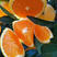 【精品九月红】九月红脐橙，果冻橙产地发货