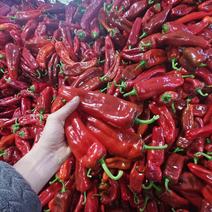 安徽红椒，精品货源，大量上市中