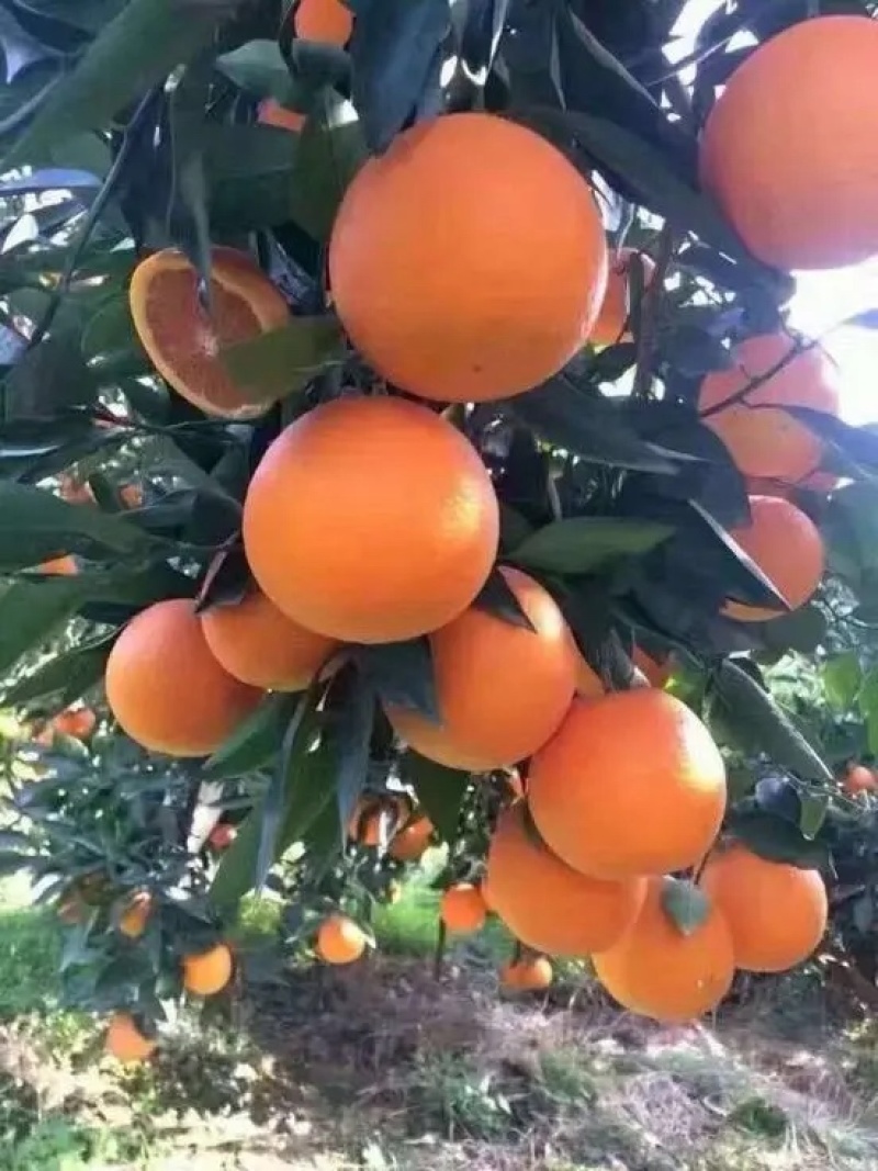 【实力代收】纽荷尔脐橙，脐橙，秭归纽荷尔脐橙可视频看货