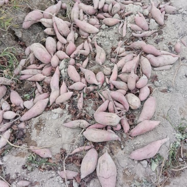 广东大叶红薯大量上市产地直供一手货源对接电商团购