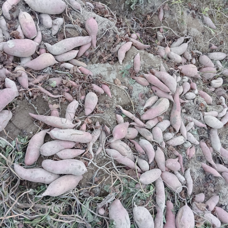 广东大叶红薯大量上市产地直供一手货源对接电商团购