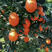 【长虹脐橙】秭归脐橙，中华红血橙，纽荷尔脐橙，产地批发