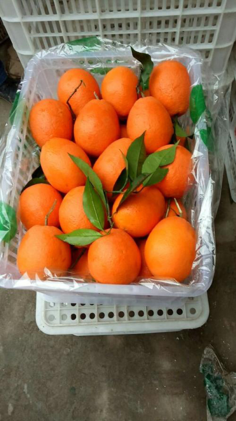 【长虹脐橙】秭归脐橙，中华红血橙，纽荷尔脐橙，产地批发