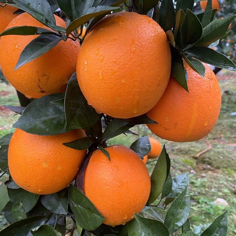 奉节脐橙专注供应链对接各种渠道量大从优