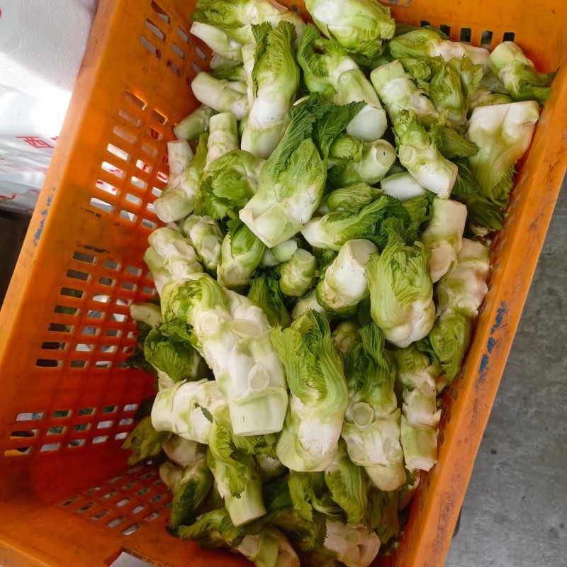 儿菜，基地直销，大小匀称，质量保证，按需分拣。