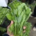 豌豆苗，基地直销，质量保证，货源稳定，按需打包