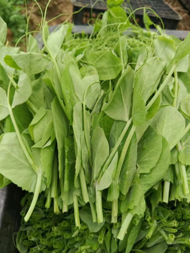豌豆苗，基地直销，质量保证，货源稳定，按需打包