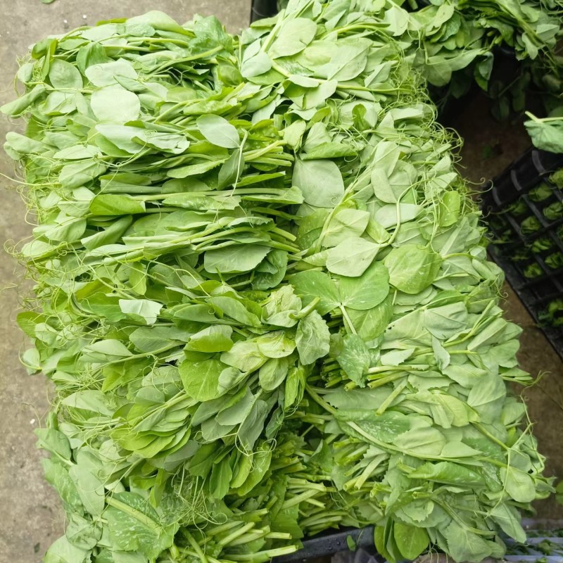 豌豆苗，基地直销，质量保证，货源稳定，按需打包