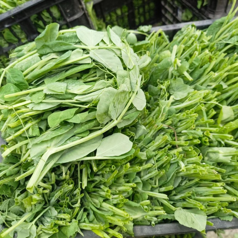 豌豆苗，基地直销，质量保证，货源稳定，按需打包