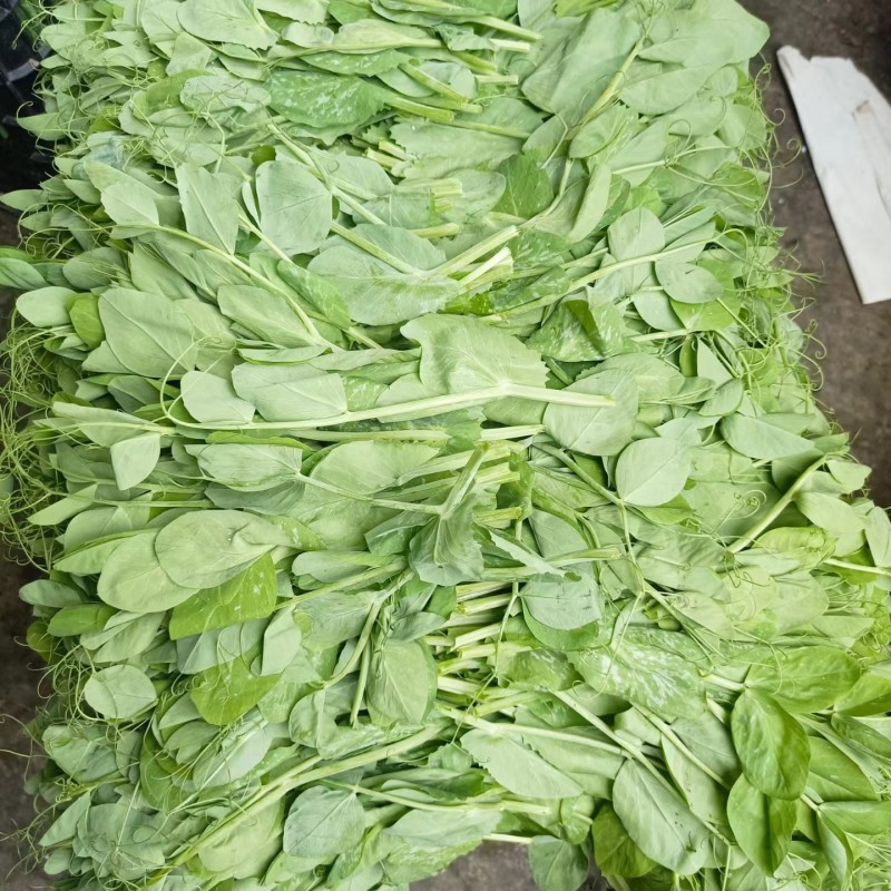 豌豆苗，基地直销，质量保证，货源稳定，按需打包