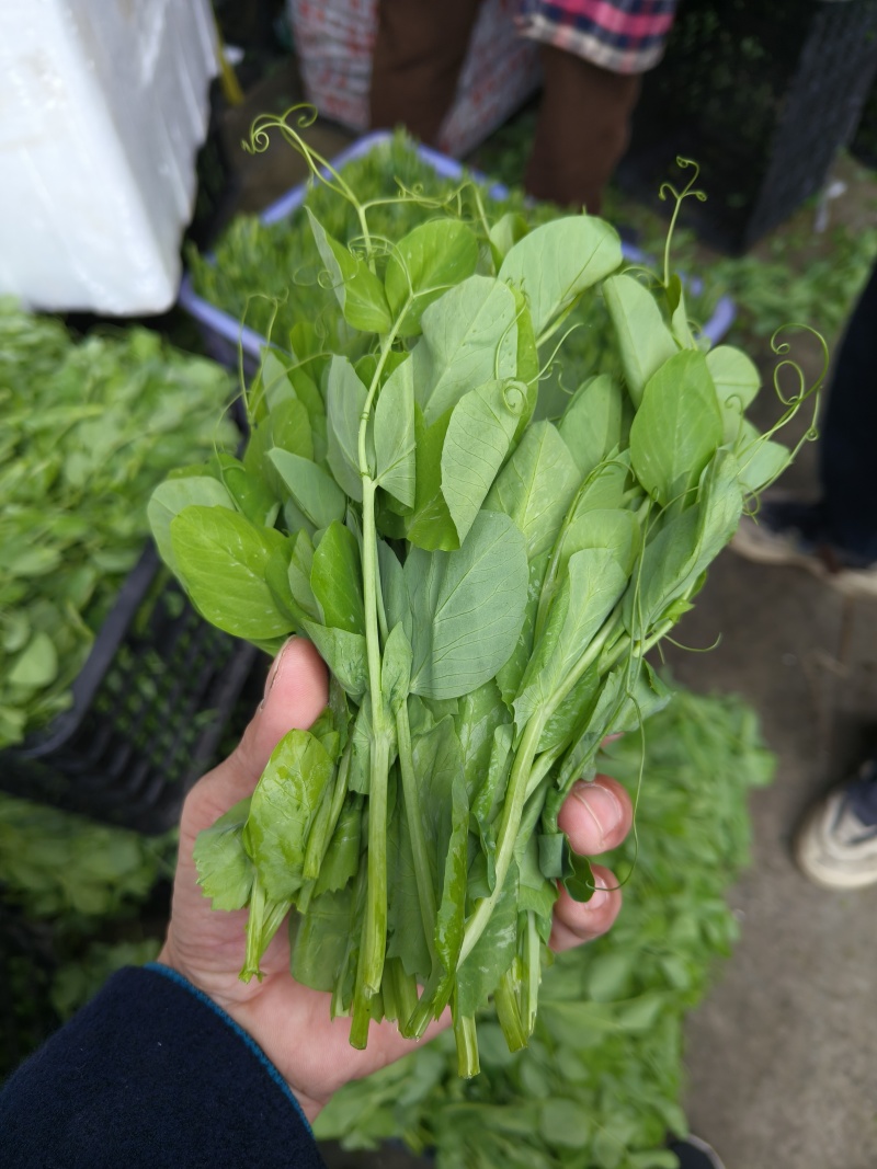 豌豆苗，基地直销，质量保证，货源稳定，按需打包