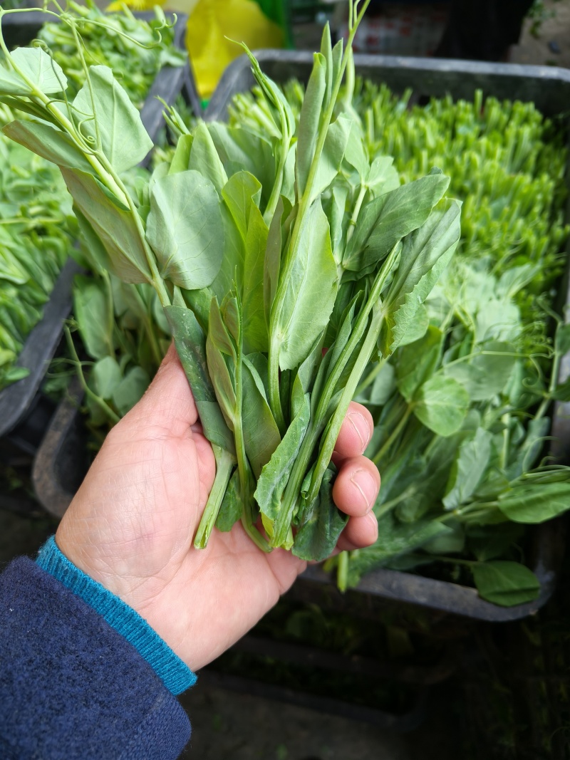 豌豆苗，基地直销，质量保证，货源稳定，按需打包
