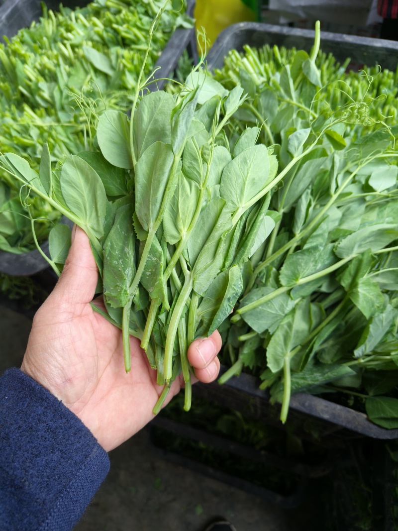 豌豆苗，基地直销，质量保证，货源稳定，按需打包