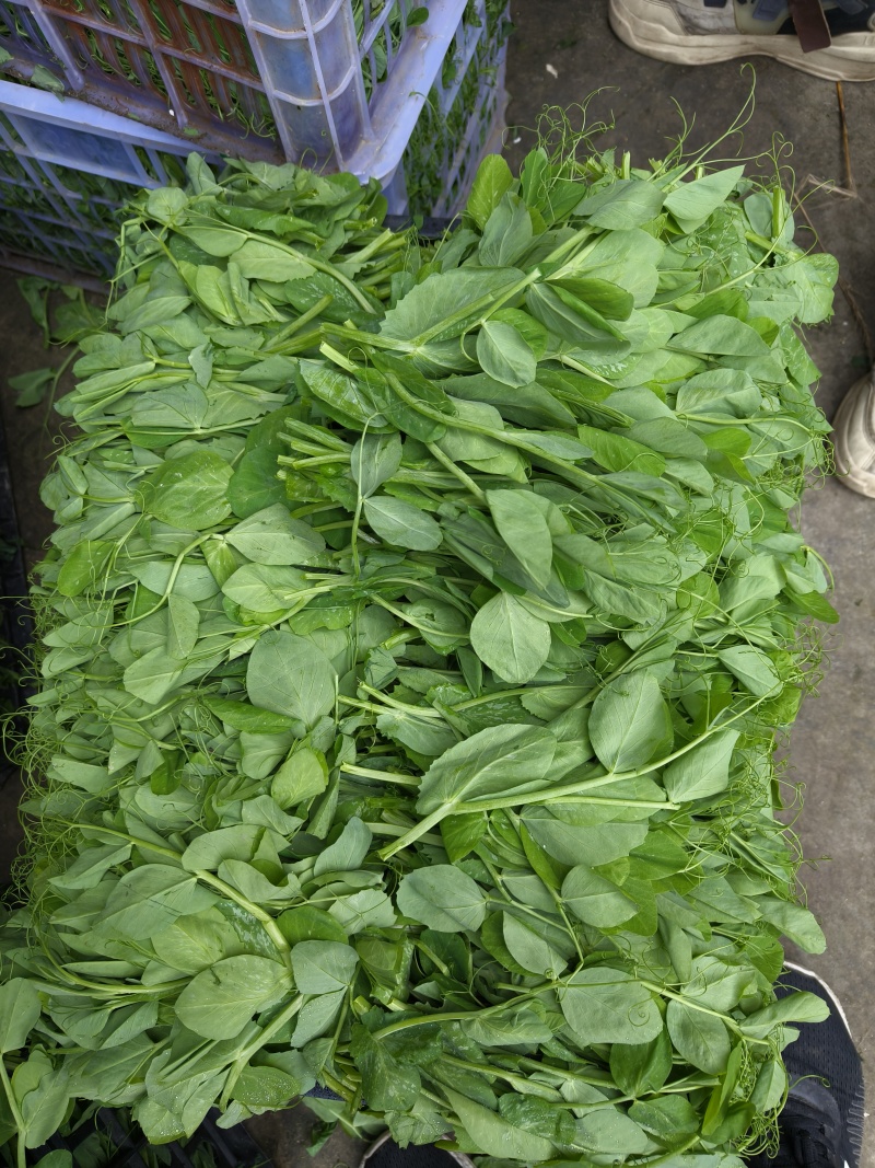 豌豆苗，基地直销，质量保证，货源稳定，按需打包