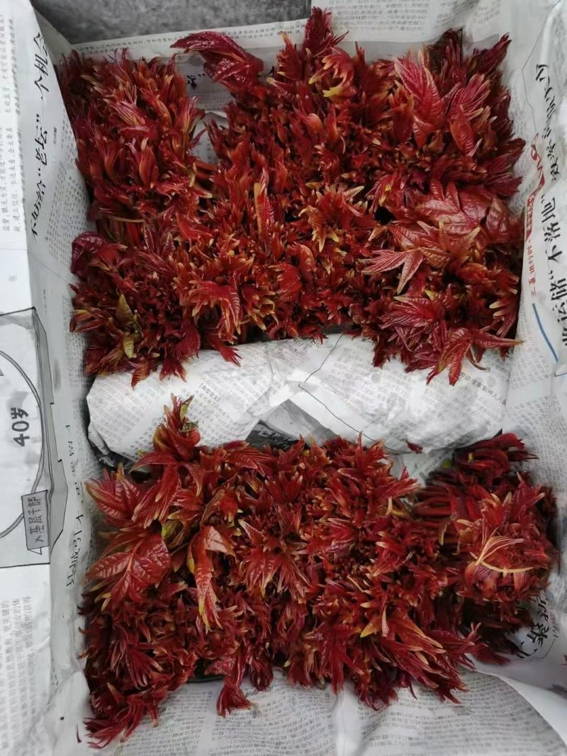 天然红油香椿，产地花量大从优，无中介商质量保证