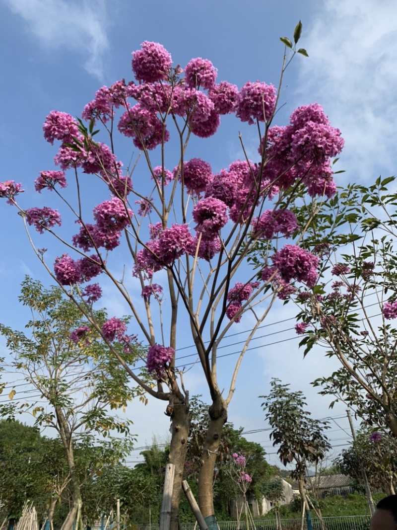 紫花风铃木嫁接绣球5公分到10公分产地直销