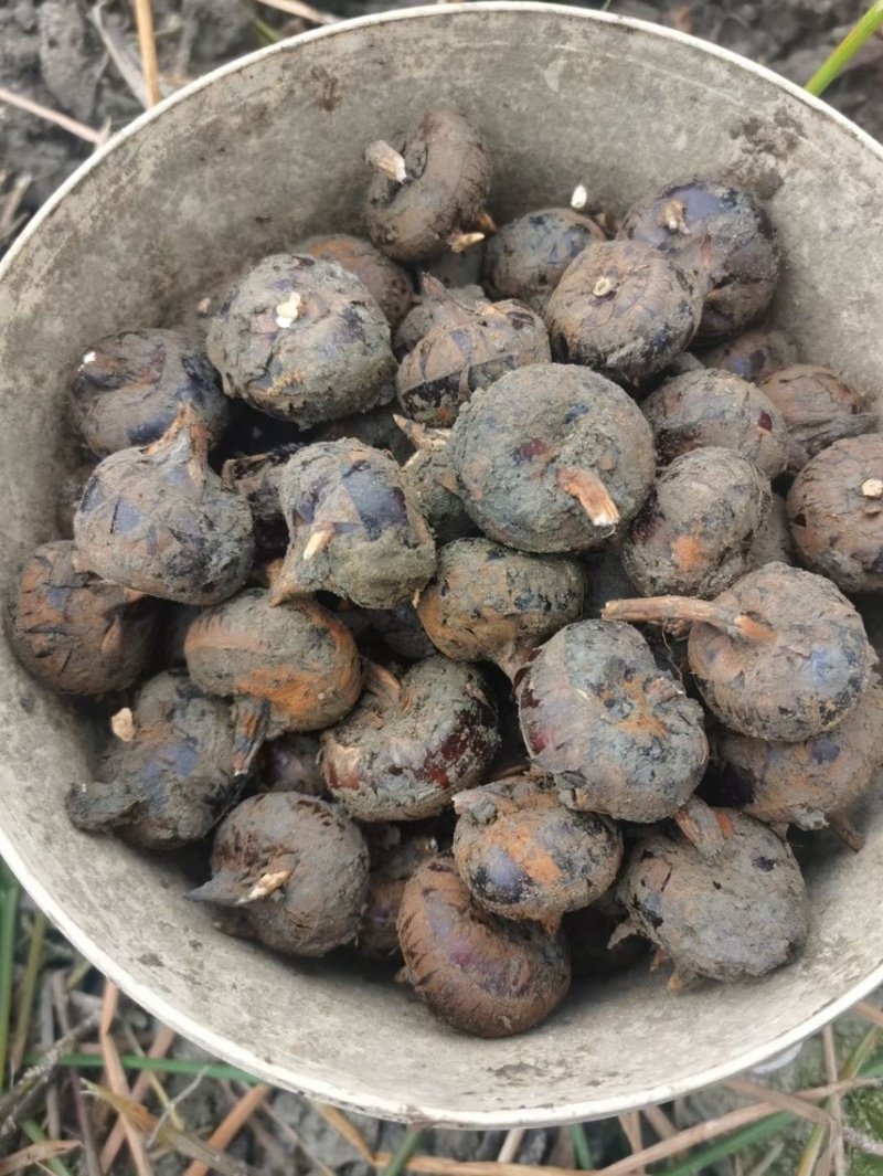 广西水果马蹄产地直销，价格实惠
