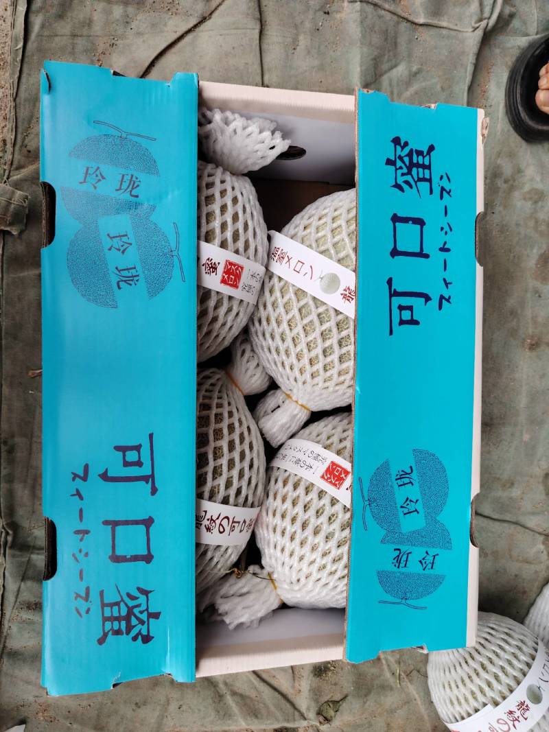 海南小蜜25大量上市，产地直发，可视频看货