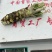 新鲜山葵