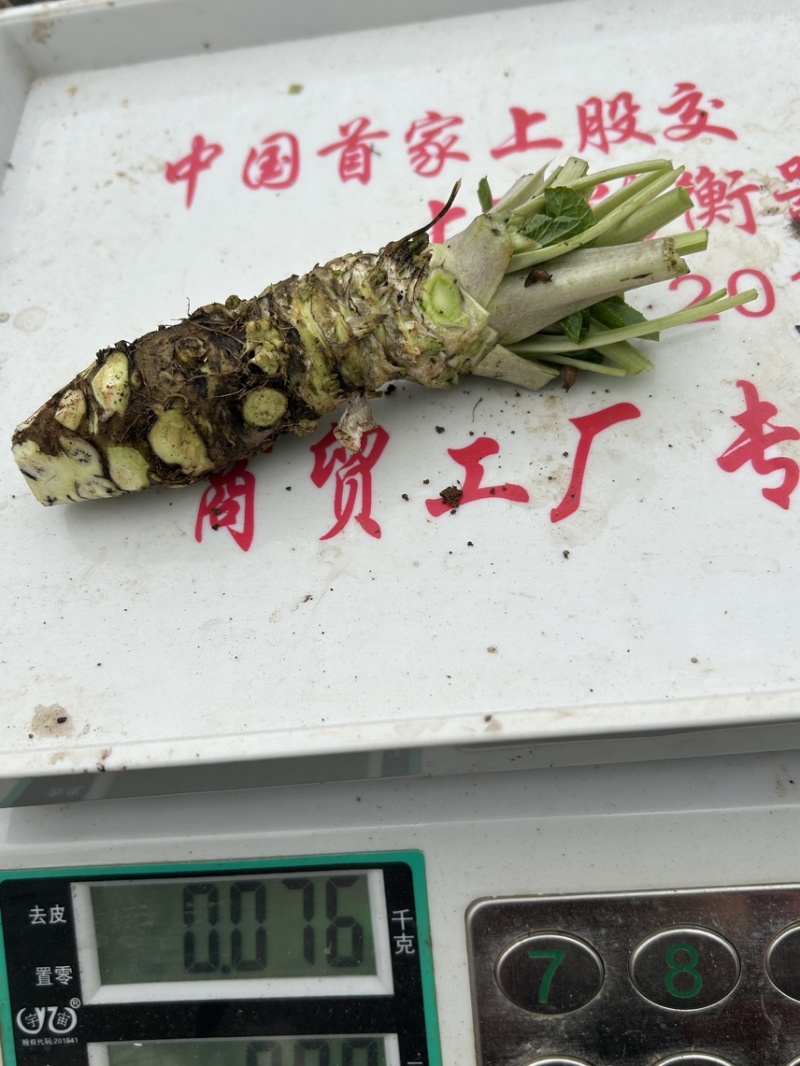 新鲜山葵