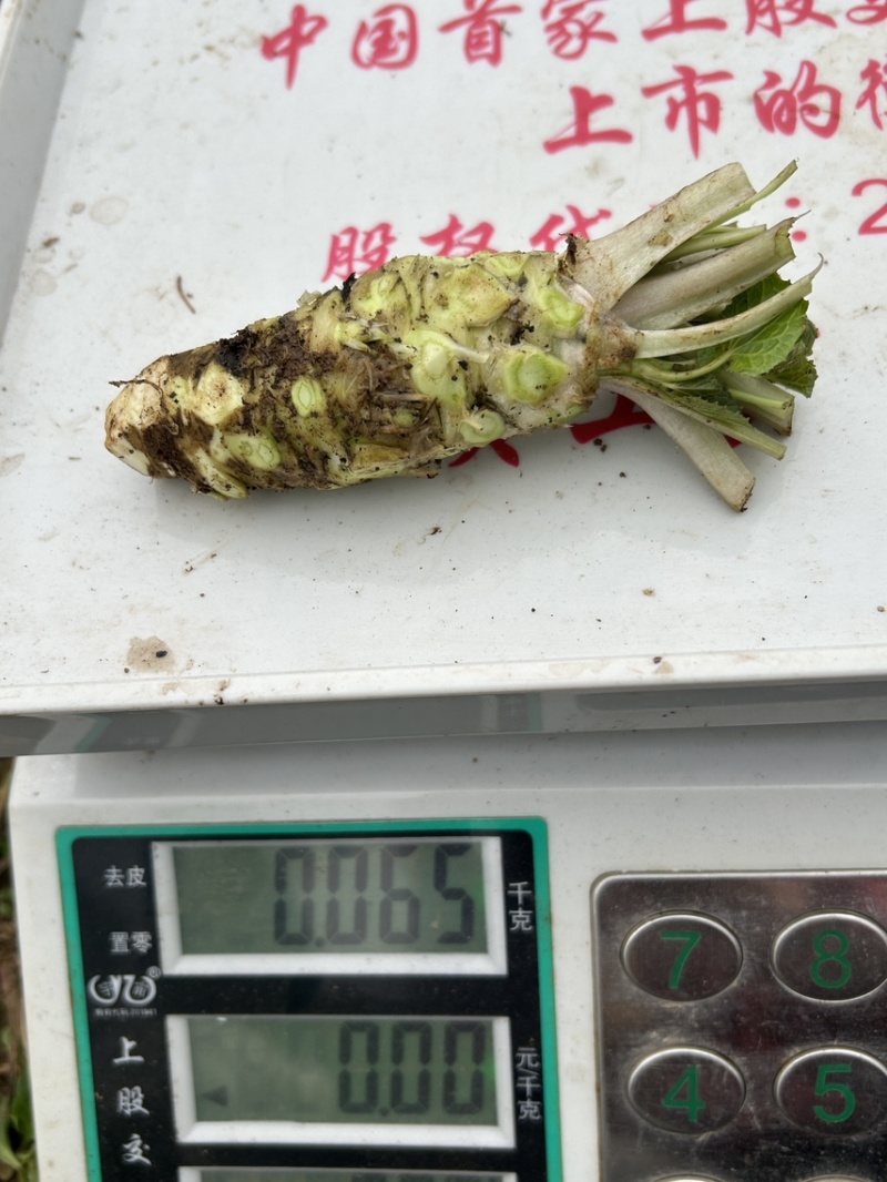 新鲜山葵