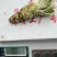 新鲜山葵