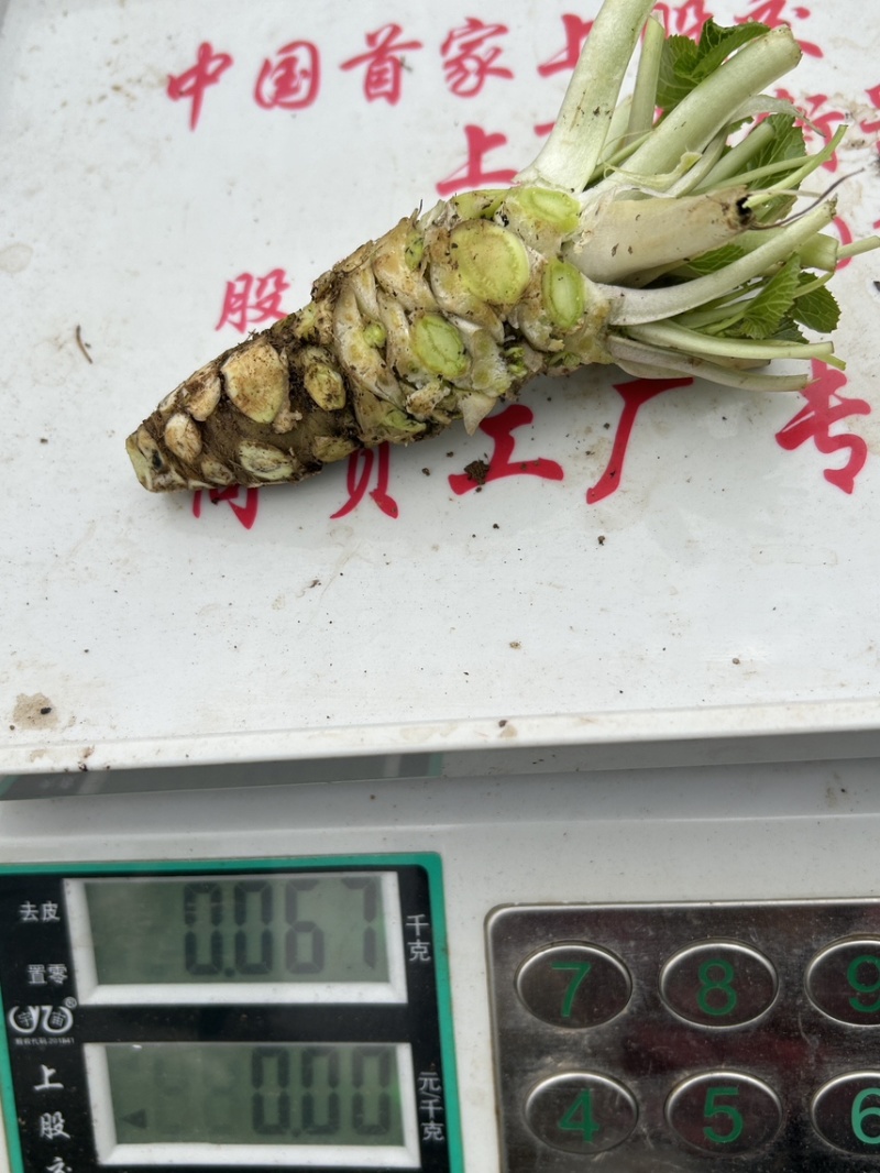 新鲜山葵