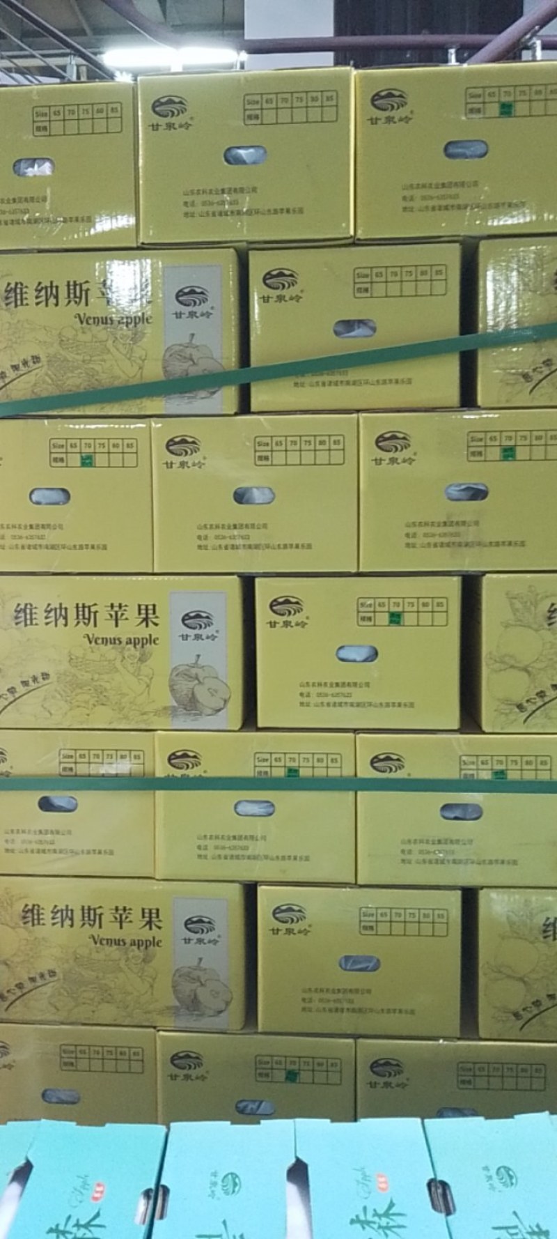 维纳斯