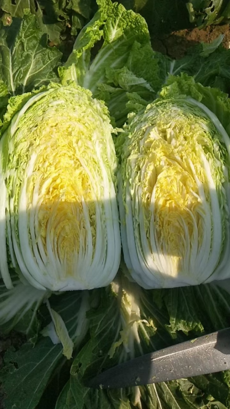 夏邑县青杂3号白菜大量上市产地直发保质保量对接冷库加工厂