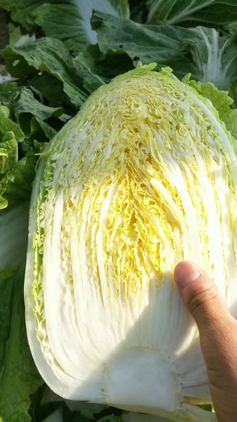 夏邑县青杂3号白菜大量上市产地直发保质保量对接冷库加工厂