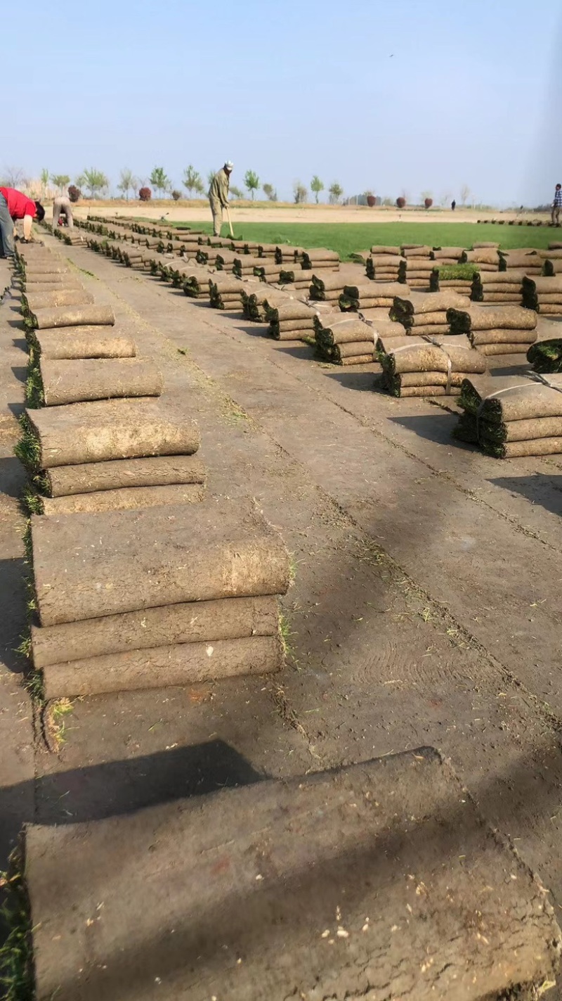 沙坪四季青草坪果岭草草皮基地直发
