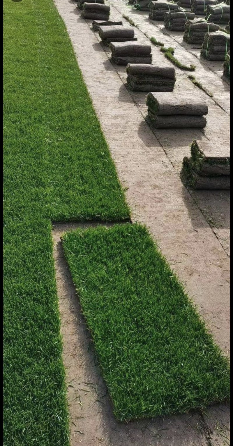 沙坪四季青草坪果岭草草皮基地直发