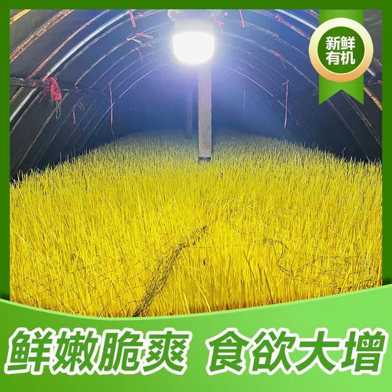 蒜黄山东蒜黄，蒜头黄，长度45以上，可对接电商，市场农贸