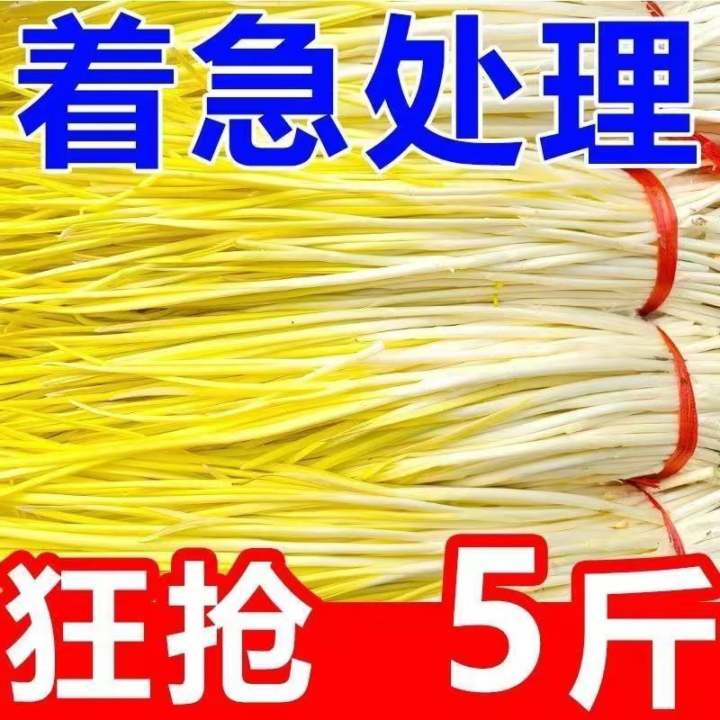 蒜黄山东蒜黄，蒜头黄，长度45以上，可对接电商，市场农贸