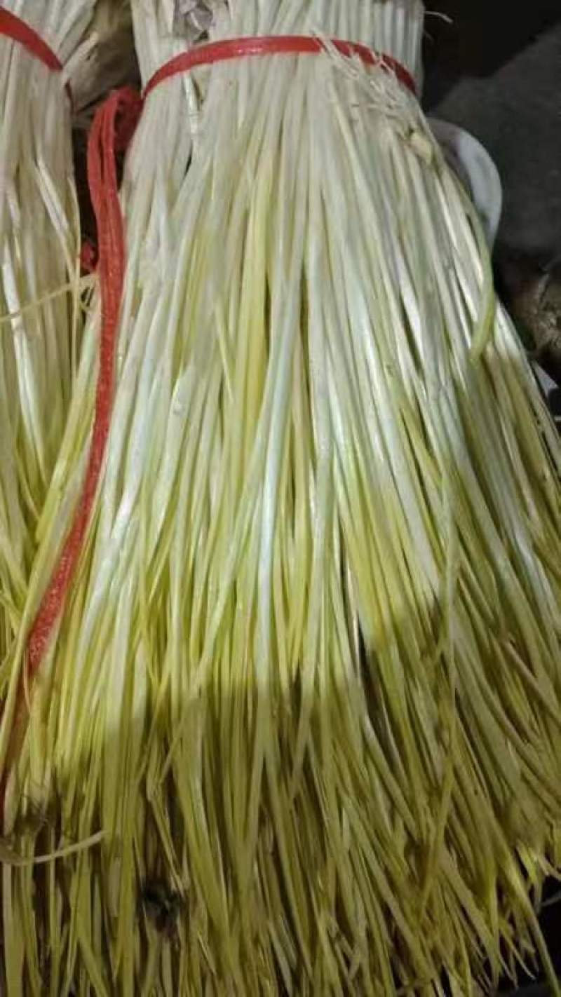 蒜黄山东蒜黄，蒜头黄，长度45以上，可对接电商，市场农贸